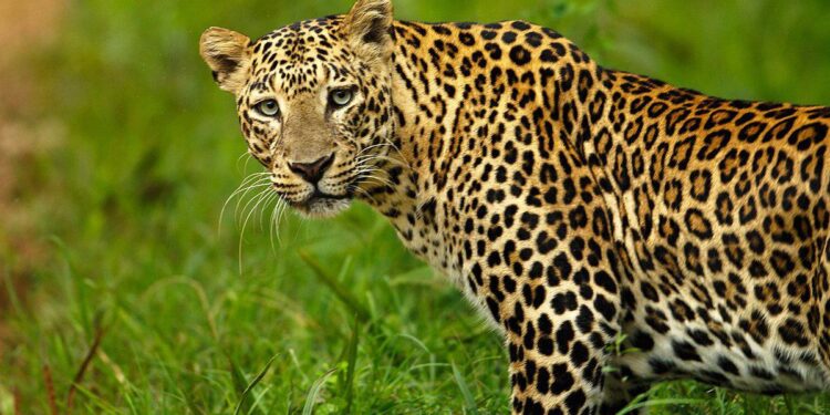 6 Sheep Killed In Leopard Attack In Central Kashmir’s Budgam