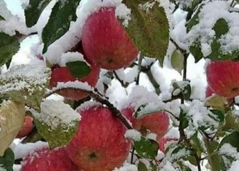 Inclement weather: Govt declares Oct 23-24 snowfall, hailstorm as ‘Natural Disaster’