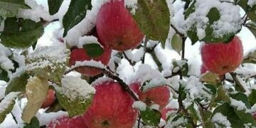 Inclement weather: Govt declares Oct 23-24 snowfall, hailstorm as ‘Natural Disaster’