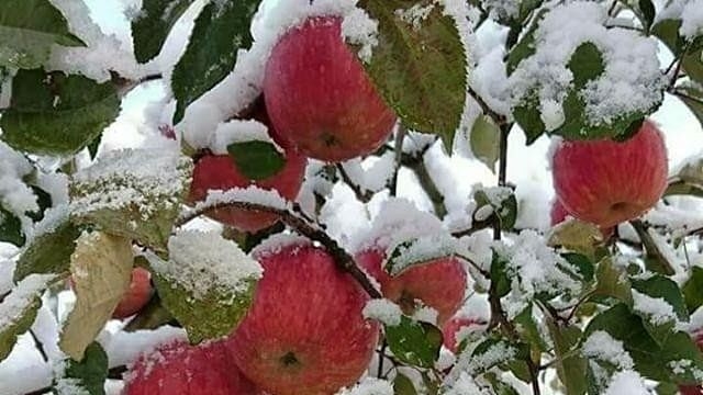 Inclement weather: Govt declares Oct 23-24 snowfall, hailstorm as ‘Natural Disaster’