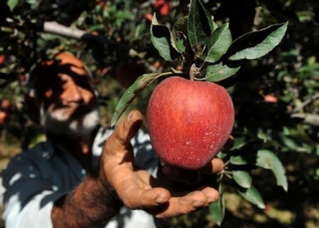 ‘Over 3 crore apple boxes lying unsold in J&K’