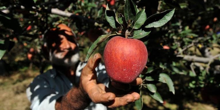 ‘Over 3 crore apple boxes lying unsold in J&K’