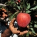‘Over 3 crore apple boxes lying unsold in J&K’