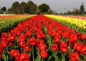 Tulip garden to be thrown open from Mar 23 onwards: Director Floriculture