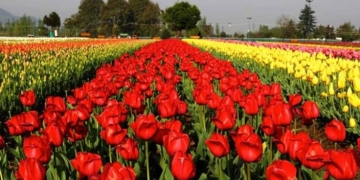 Tulip garden to be thrown open from Mar 23 onwards: Director Floriculture