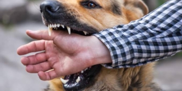 9 Tourists Among 41 ‘Badly’ Bitten By Stray Dogs On Boulevard Dalgate