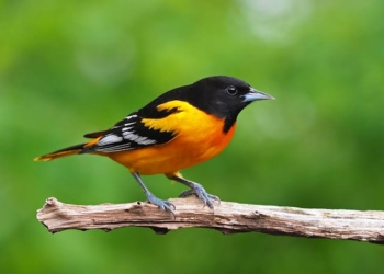 ‘Listening To Birds Can Reduce Stress And Anxiety In Humans’
