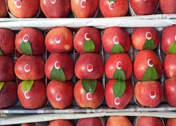 Kashmiri apples make an appearance at UAE supermarkets