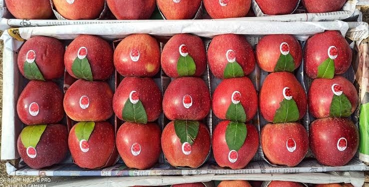 Kashmiri apples make an appearance at UAE supermarkets