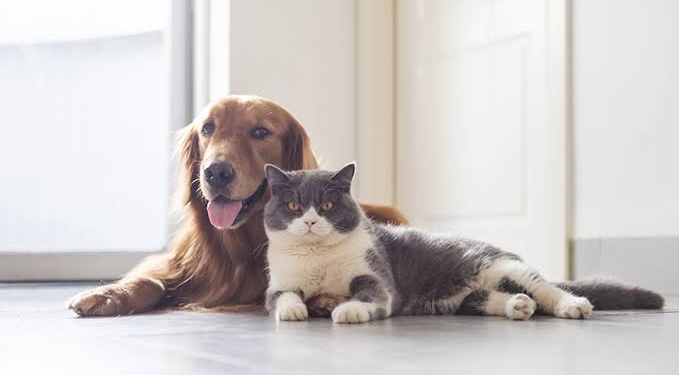 Register Your Pets Or Face Action: SMC To People