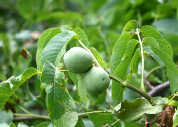 To fight influx of Californian, Chile walnuts, horti-deptt motivating growers to prefer grafted, hi-density varieties