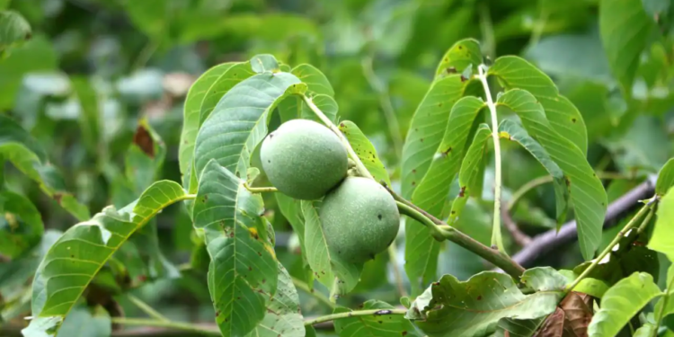 To fight influx of Californian, Chile walnuts, horti-deptt motivating growers to prefer grafted, hi-density varieties