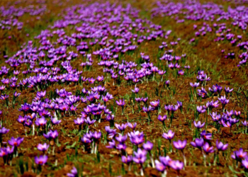 Saffron blooms in Kashmir, production to hit all time high