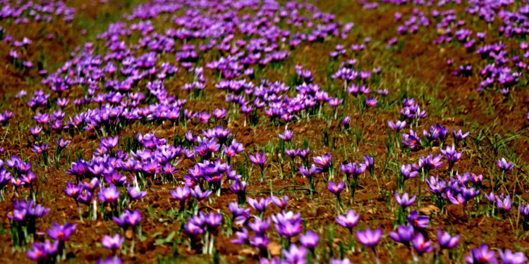 Saffron blooms in Kashmir, production to hit all time high