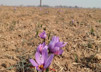 Saffron blooms in Kashmir, production to hit all time high