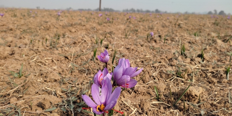 Saffron blooms in Kashmir, production to hit all time high