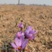 Saffron blooms in Kashmir, production to hit all time high