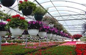 Clusterization to cut flower production, Govt approves project to boost commercial floriculture in J&K