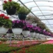 Clusterization to cut flower production, Govt approves project to boost commercial floriculture in J&K