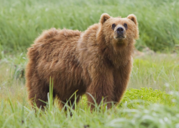 Himalayan brown bear becomes centre of attraction at Srinagar rehab centre