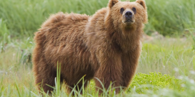 Himalayan brown bear becomes centre of attraction at Srinagar rehab centre