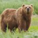 Himalayan brown bear becomes centre of attraction at Srinagar rehab centre