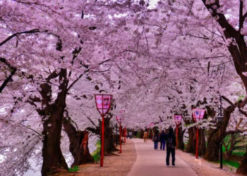 Srinagar to get Japanese Cherry Blossom Theme Garden