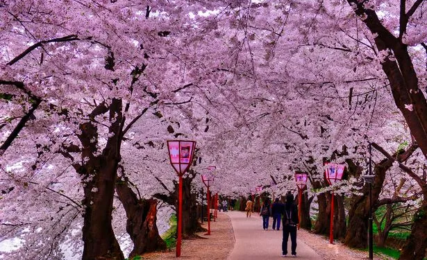 Srinagar to get Japanese Cherry Blossom Theme Garden