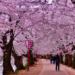 Srinagar to get Japanese Cherry Blossom Theme Garden
