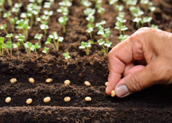 Seed certification system goes digital in J&K