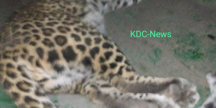 Leopard caught alive in central Kashmir’s Budgam