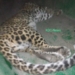 Leopard caught alive in central Kashmir’s Budgam