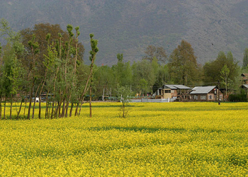 Early spring bloom woo tourists in Kashmir