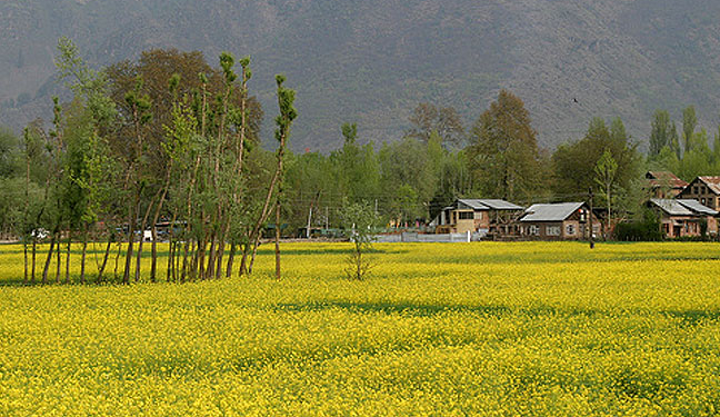 Early spring bloom woo tourists in Kashmir