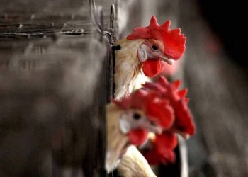 WHO confirms another human bird flu case in Chinese woman