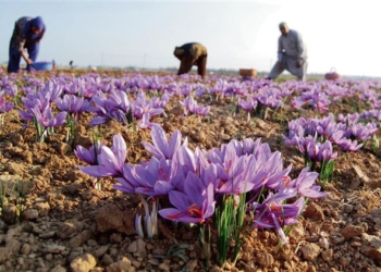 Saffron production crosses 16MT, highest in 27 years