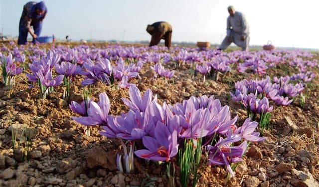 Saffron production crosses 16MT, highest in 27 years
