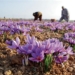 Saffron production crosses 16MT, highest in 27 years