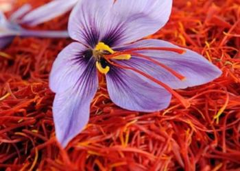 Saffron production crosses 16MT, highest in 27 years