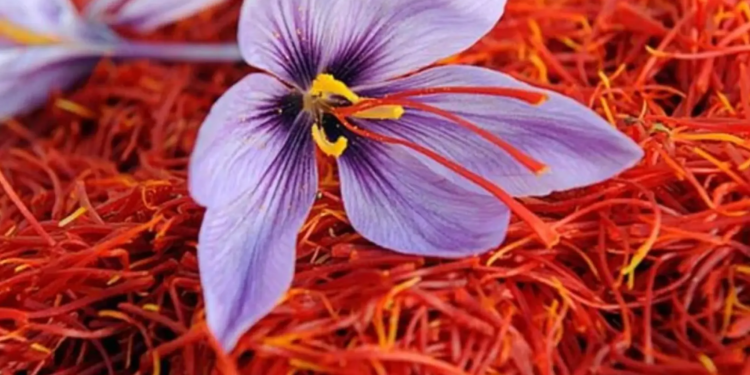 Saffron production crosses 16MT, highest in 27 years