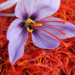 Saffron production crosses 16MT, highest in 27 years