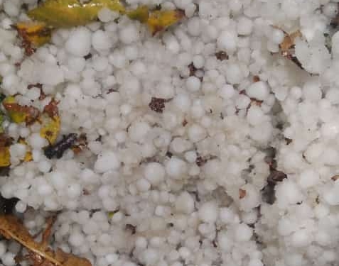 Hailstorm Havoc: Kashmir Fruit Industry in Crisis as Orchard Owners Suffer Irreparable Losses