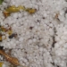 Hailstorm Havoc: Kashmir Fruit Industry in Crisis as Orchard Owners Suffer Irreparable Losses
