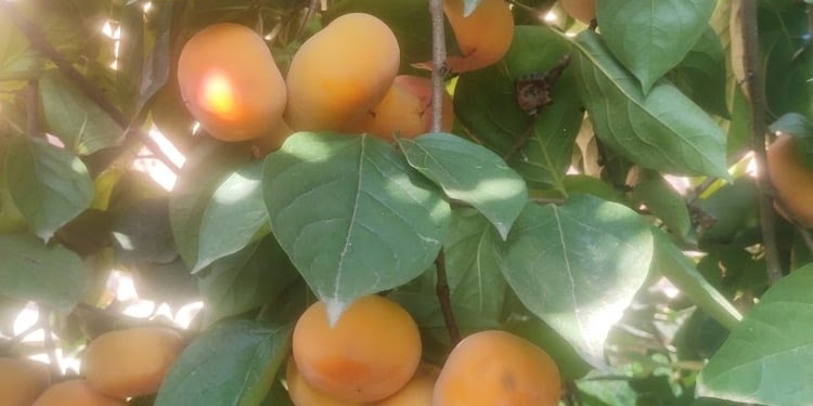 Kashmiri farmers boost income with introduction of persimmon fruit