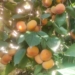 Kashmiri farmers boost income with introduction of persimmon fruit
