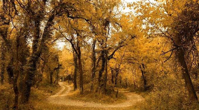 Dachigam National Park Transforms into Autumn Wonderland