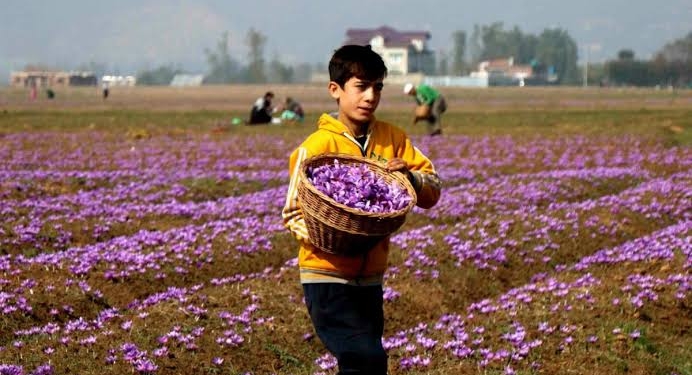 Saffron symphony in Pampore: Delayed blossom ignites hope for bountiful harvest
