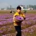 Saffron symphony in Pampore: Delayed blossom ignites hope for bountiful harvest