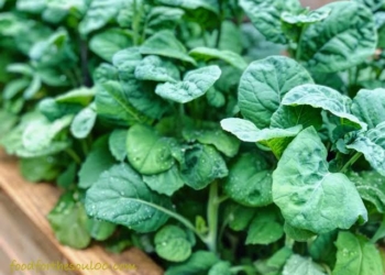 Famous ‘Kawdari Hakh’ loses sheen as production declines by 40%