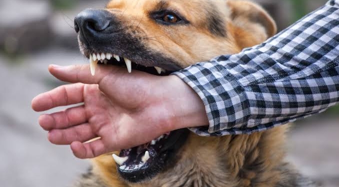 Dog menace at Srinagar’s media hub scars journalists